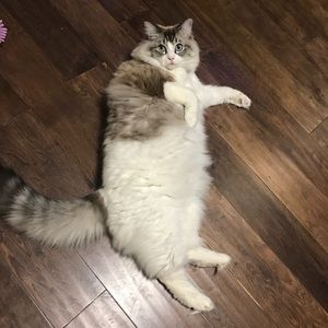 Meet your Posher, Iris